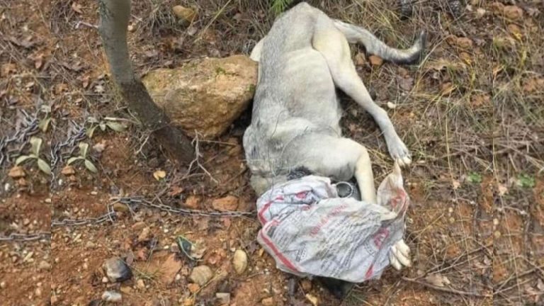 Uşak’ta çuvallı köpek kurtarıldı