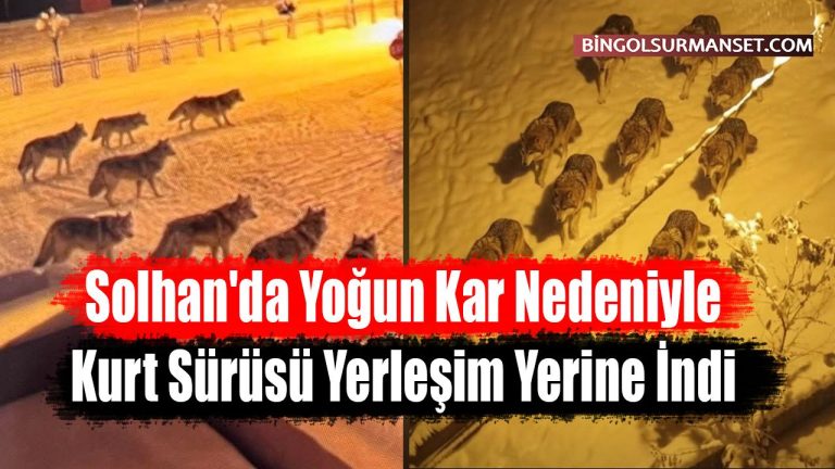 Solhan’da kurtlar kar nedeniyle köye indi