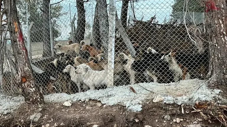 Bolu Barınağında Kayıp Hayvanlar Soruları Cevap Bekliyor
