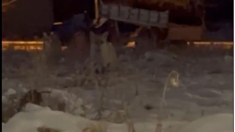 Erzincan’da Vahşi Misafir Görüldü