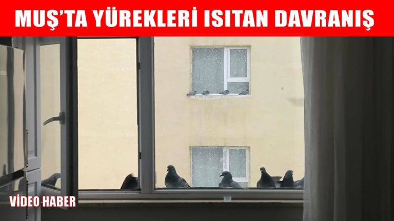 Muşlu Gönüllüler Sıcacık Kalplerle Kuşları Besledi