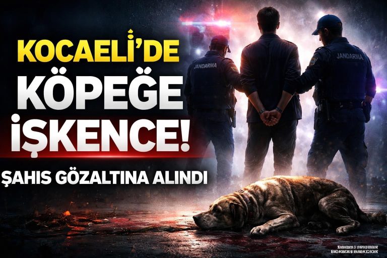 Kocaeli’de Köpeğe İşkence Eden Şahıs Gözaltına Alındı